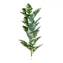 Simulation de plantes 23 feuilles de bananier blanc et vert